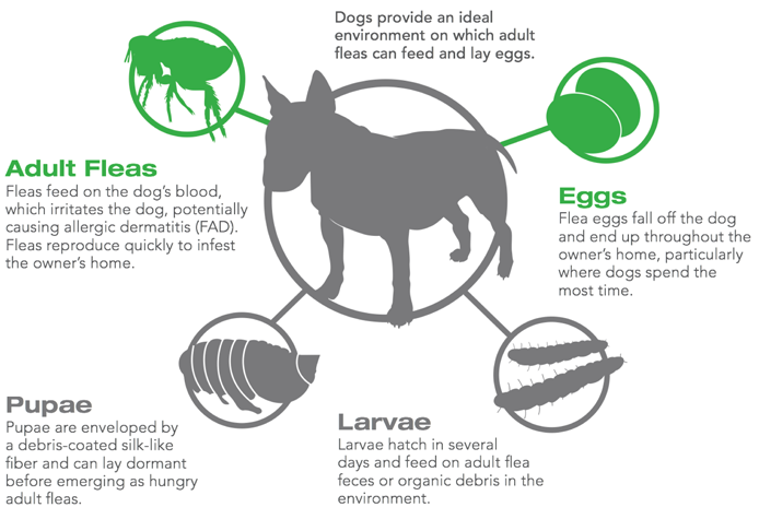 How do fleas reproduce?