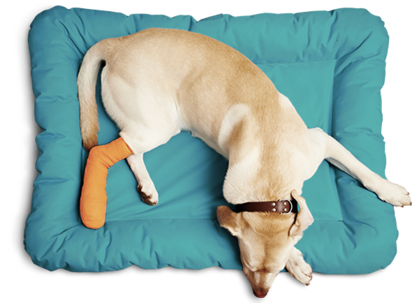 Seen from above, a yellow labrador lays on a square teal pillow with an orange cast on his rear leg.