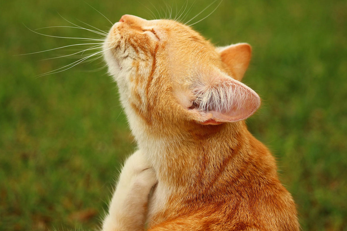 An orange tabby cat scratches her neck with her rear leg.