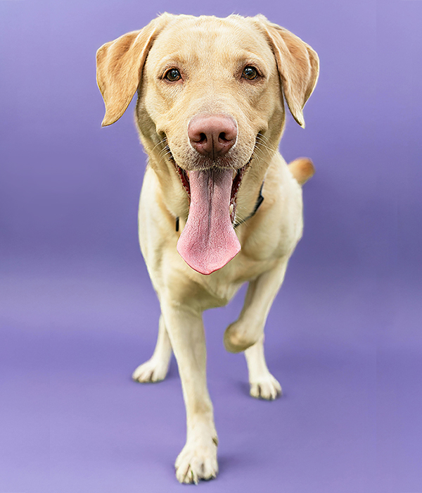 A yellow lab on a purple background.
